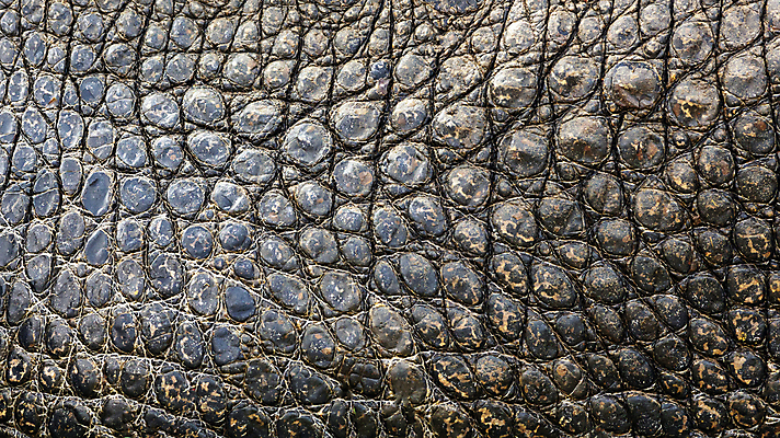 포토 JPG 해외이미지 동물 야생동물 백그라운드 파충류 생물 양서류 사람없음 거친 닫기 피부 묘사 질감 눈금 악어 숨김 해외포토 컨셉 모션 신체부위 파일형식 이미지허브