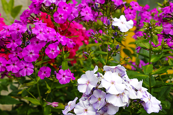 포토 JPG 해외이미지 식물 디자인 계절 꽃잎 꽃 분홍색 백그라운드 잎 꽃무늬 패턴 자연 벽지 사람없음 야외 장식 초록색 컬러풀 정원 보라색 봄 벚꽃 신선 개화 제비꽃 원예 라일락 내추럴 영원 해외포토 컬러 무늬 취미 생태계 파일형식 이미지허브
