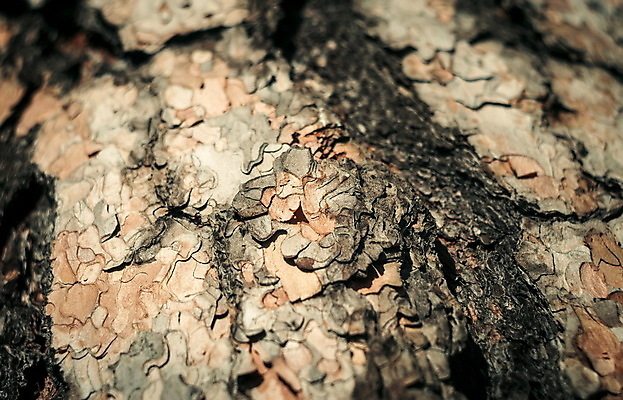포토 JPG 해외이미지 나무 식물 백그라운드 패턴 부분 자연 표면 날씨 추상 사람없음 목재 갈색 어둠 시골 소나무 거친 닫기 자르기 묘사 질감 통나무 나무껍질 잡동사니 내추럴 수목 옛날 노화 해외포토 컬러 컨셉 무늬 재료 모션 껍질 생태계 파일형식 이미지허브