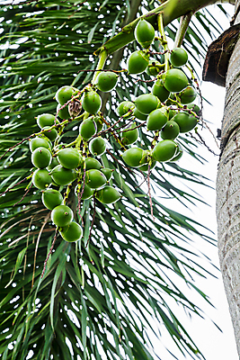 포토 JPG 해외이미지 나무 식물 음식 백그라운드 잎 농업 과일 자연 건조 매달리기 손바닥 씨앗 동양인 사람없음 야외 빨간색 컬러풀 정원 중국 견과류 수확 신선 그룹 다발 허브 날것 내추럴 숙성 잇몸 해외포토 손 산업 아시아 컬러 신체 모션 인종 생태계 파일형식 이미지허브