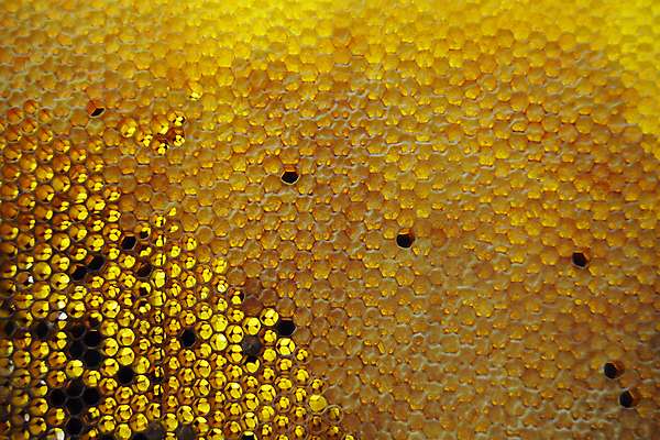 포토 JPG 해외이미지 음식 곤충 세포 건강 사탕 사람없음 약 노란색 흐름 머리빗 액체 황금 달콤 맛 떨어짐 꿀벌 벌 날것 꽃가루 부드러움 육각형 꿀 고무 벌집 내추럴 밀랍 양봉 양봉장 어려움 왁스 폴리곤 정확 해외포토 도형 동물 컬러 컨셉 의학 디저트 미용용품 감각 벌_곤충 가루 파일형식 이미지허브