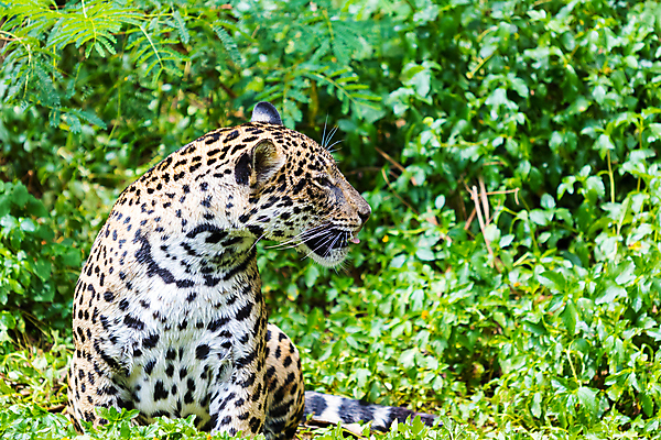 포토 JPG 해외이미지 동물 호수 야생동물 줄기 패턴 오렌지 포유류 자연 놀이 동물원 사람없음 초록색 물 수영 고양이 줄무늬 젖음 연못 호랑이 위험 큼 사냥 육식동물 사냥꾼 노려봄 시베리아 재규어 해외포토 자연요소 식물 직업 컬러 컨셉 무늬 과일 표정 반려동물 수상스포츠 크기 생태계 파일형식 이미지허브