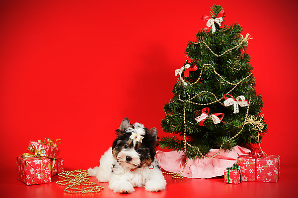 포토 JPG 해외이미지 나무 동물 1 행복 새끼 백그라운드 크리스마스 공 휴가 새로움 털 미소 사람없음 장식 빨간색 반려동물 산타클로스 귀여움 검은색 거울 흰색 개 달콤 강아지 작음 샴페인 요크셔테리어 테리어 연도 사진사 활 솜털 송곳니 기르기 비버 삼색 해외포토 식물 기념일 감정 컬러 컨셉 포유류 주류 표정 맛 치아 크기 작가 돌봄 파일형식 이미지허브