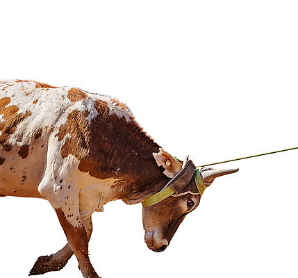 포토 JPG 해외이미지 동물 얼굴 밧줄 스포츠 포즈 백그라운드 뿔 이벤트 사람없음 머리 가축 경쟁 목장 고통 운전 분노 흰색 시골 잡기 소 카우보이 승차 고민 황소 싸움 로데오 송아지 고립 서쪽 해외포토 감정 줄 새끼 컬러 컨셉 포유류 모션 신체부위 방향 파일형식 이미지허브