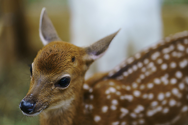 포토 JPG 해외이미지 동물 응시 공원 여자 얼굴 야생동물 백그라운드 포유류 자연 초식동물 털 동물원 사람없음 야외 갈색 머리 귀여움 가을 아기 점 숲 사파리 내추럴 아기사슴 해외포토 시선 계절 공공시설 새끼 컬러 컨셉 사슴 사람 신체부위 생태계 파일형식 이미지허브
