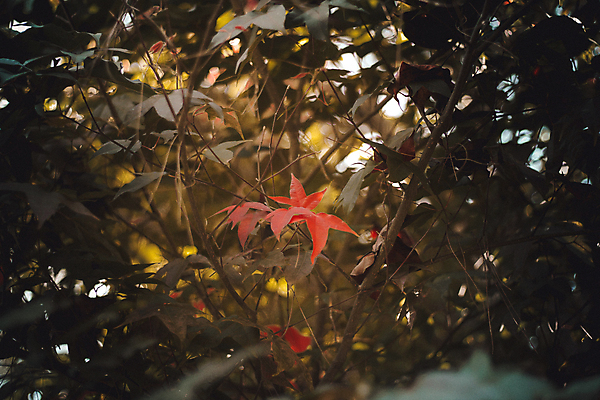 포토 JPG 해외이미지 나무 식물 계절 공원 아시아 여행 백그라운드 단풍 잎 겨울 오렌지 태국 자연 하늘 풍경 사람없음 야외 빨간색 초록색 물 여름 빛 컬러풀 노란색 환경 일본 봄 가을 나뭇가지 신선 소프트포커스 숲 질감 내추럴 전국 해외포토 자연요소 공공시설 나라 컬러 과일 촬영기법 생태계 파일형식 이미지허브