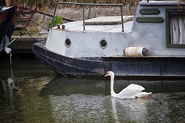 포토 JPG 해외이미지 동물 조류 사람없음 반사 보트 백조 운하 해외포토 배_교통 파일형식 이미지허브