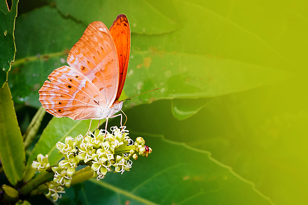 포토 JPG 해외이미지 나무 식물 동물 계절 꽃 야생동물 나비 곤충 백그라운드 잎 꽃무늬 밭 날개 오렌지 자연 사람없음 야외 초록색 여름 컬러풀 정원 봄 벚꽃 나뭇가지 벌레 상록수 내추럴 삼나무 수유 카피스페이스 해외포토 컬러 무늬 농업 과일 공백 생태계 파일형식 이미지허브