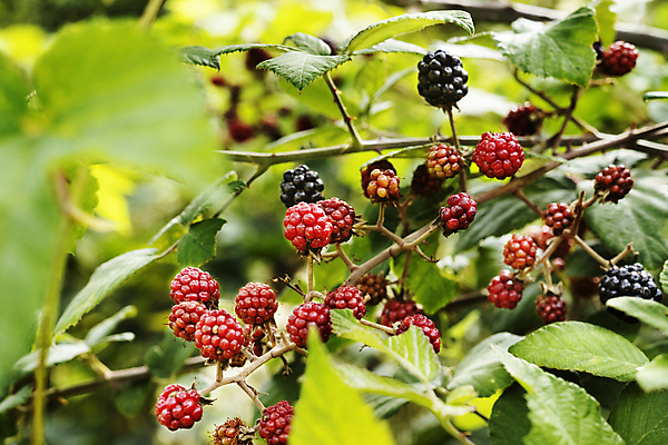 포토 JPG 해외이미지 식물 계절 열매 음식 백그라운드 잎 농업 과일 자연 사람없음 야외 빨간색 초록색 여름 정원 수확 성장 나뭇가지 신선 달콤 맛 다발 유기농 원예 날것 산딸기 건강식 내추럴 채소밭 밭일 숙성 세련 해외포토 나무 웰빙 산업 컬러 컨셉 밭 취미 생태계 파일형식 이미지허브