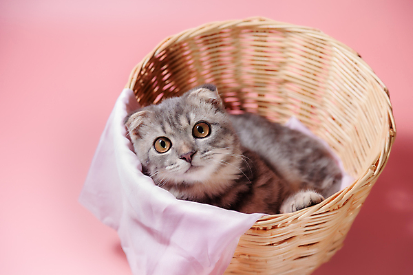 포토 JPG 해외이미지 동물 응시 얼굴 장난 포유류 놀이 아침 휴식 짧은머리 영국 주택 털 사랑 사람 사람없음 반려동물 귀여움 고양이 아기 모피 솜털 주인 기르기 접기 집게발 스코틀랜드 안락 해외포토 주간 헤어스타일 시선 감정 유럽 컨셉 모션 건물 신체부위 돌봄 파일형식 이미지허브