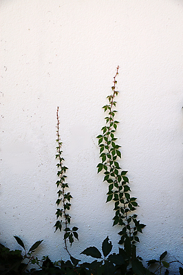 포토 JPG 해외이미지 식물 유럽 백그라운드 잎 건축양식 자연 추상 매달리기 사람없음 야외 장식 가로 초록색 여름 환경 정원 성장 나뭇가지 질감 아이비 불가리아 옛날 카피스페이스 해외포토 나무 계절 건축 나라 컬러 무늬 모션 공백 생태계 파일형식 남유럽 이미지허브