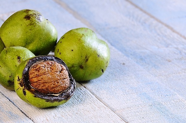 포토 JPG 해외이미지 계절 음식 재료 자연 건강 사람없음 목재 갈색 가을 9월 11월 호두 10월 해외포토 나무 컬러 견과류 날짜 생태계 파일형식 이미지허브