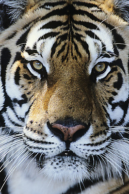 포토 JPG 해외이미지 한마리 얼굴 야생동물 패턴 자연 수염 털 사람없음 야외 고양이 줄무늬 호랑이 닫기 경보 해외포토 동물 1 무늬 포유류 모션 신체부위 반려동물 생태계 파일형식 이미지허브