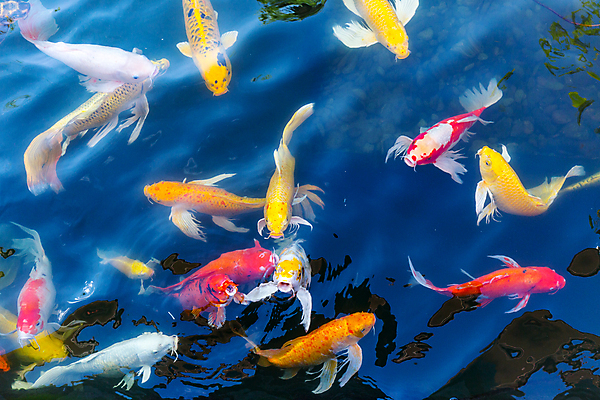 포토 JPG 해외이미지 식물 동물 아시아 호수 야생동물 오렌지 자연 휴식 저울 어류 동양인 취미 사람없음 장식 빨간색 물 파란색 컬러풀 노란색 정원 일본 수영 침묵 연못 개울 행운 재산 황금 큼 먹이 원예 금붕어 조경 지느러미 잉어 똑같은 이국적 해외포토 자연요소 나라 컬러 컨셉 과일 인종 금융 강 수중동물 소리 수상스포츠 크기 생태계 파일형식 이미지허브