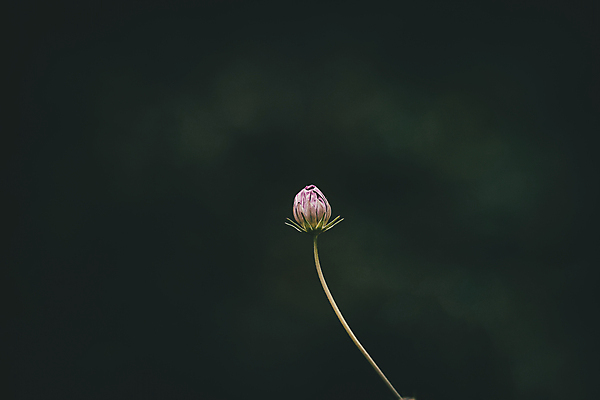포토 JPG 해외이미지 주간 식물 계절 꽃잎 꽃 자연 날씨 따뜻함 사람없음 야외 초록색 정원 성장 벚꽃 작음 8월 7월 해외포토 자연요소 컬러 날짜 크기 생태계 파일형식 이미지허브