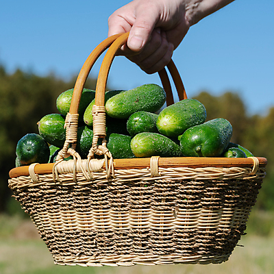 포토 JPG 해외이미지 손 계절 남자 음식 백그라운드 밭 농업 채소 자연 오이 건강 사람 사람없음 초록색 여름 농장 노란색 바구니 정원 식사 수확 가을 신선 잡기 농부 먹기 에코 유기농 원예 날것 내추럴 바이오 밭일 생태학 식용 오이피클 정물화 채식주의자 비건 해외포토 직업 웰빙 교육 산업 컬러 모션 취미 신체부위 환경 그림 생태계 채식 피클 파일형식 이미지허브