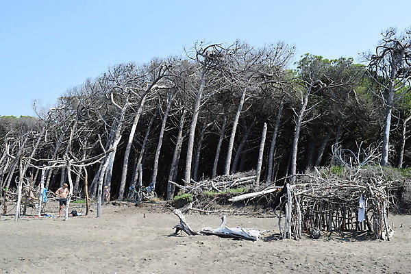 포토 JPG 해외이미지 나무 유럽 바다 자연 휴가 풍경 해변 사람없음 야외 목재 여름 태양 이탈리아 안개 소나무 황무지 분위기 숲 지중해 토스카나 해외포토 자연요소 식물 계절 나라 컨셉 재료 날씨 생태계 파일형식 이미지허브