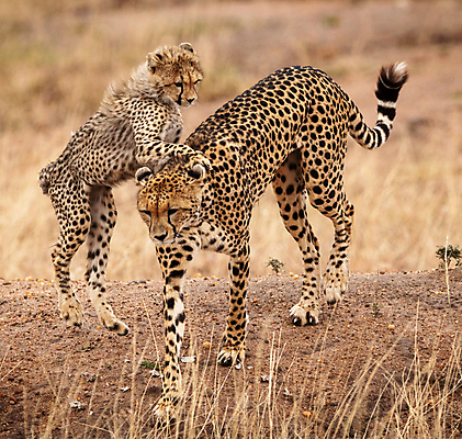 포토 JPG 해외이미지 주간 야생동물 새끼 두마리 장난 사람없음 야외 아웃포커스 땅 육식동물 치타 해외포토 자연요소 동물 2 포유류 촬영기법 파일형식 이미지허브