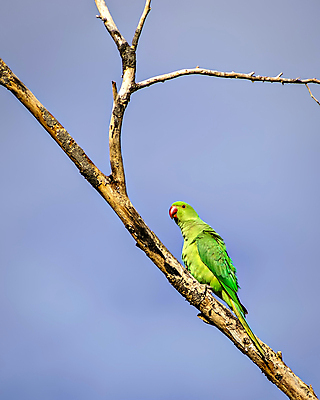 포토 JPG 해외이미지 나무 동물 백그라운드 날개 자연 조류 하늘 사람없음 야외 빨간색 초록색 파란색 컬러풀 머리 벚꽃 나뭇가지 콜롬비아 인도인 깃털 부리 앵무새 스파이크 동물상 이국적 잉꼬 해외포토 외국인 식물 꽃 컬러 동양인 신체부위 조형물 남아메리카 생태계 파일형식 이미지허브