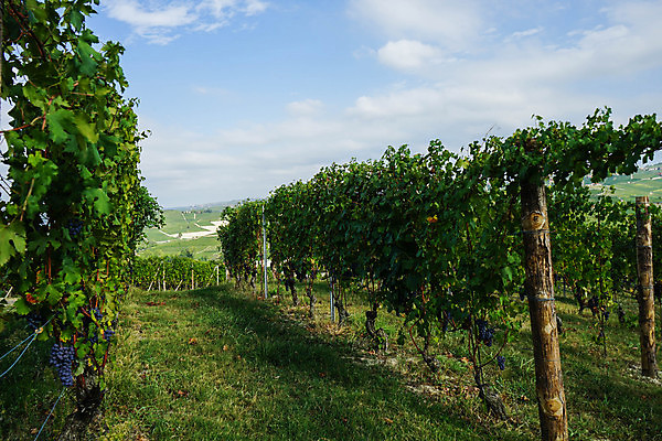 포토 JPG 해외이미지 유럽 잎 농업 과일 자연 포도 휴가 풍경 사람없음 야외 초록색 여행객 와인 이탈리아 성장 농촌 시골 언덕 조경 포도밭 포도나무 산기슭 내추럴 양조장 해외포토 식물 나라 산업 컬러 밭 산 주류 사람 과일나무 생태계 파일형식 이미지허브