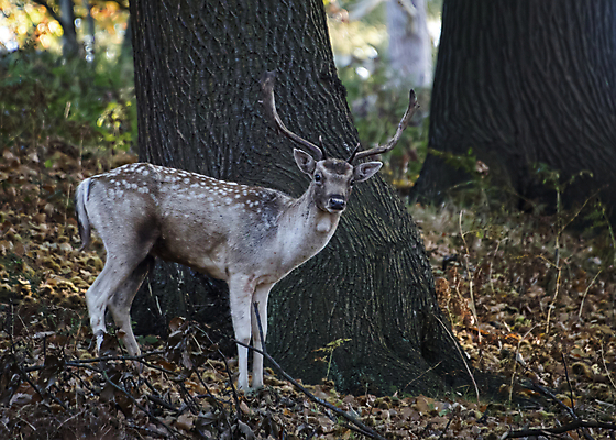 포토 JPG 해외이미지 나무 동물 공원 남자 실루엣 야생동물 백그라운드 포유류 자연 아침 사슴 영국 털 뿔 풍경 사람없음 목재 머리 달러 가을 게임 숲 바퀴자국 트로피 꼬리 사냥 내추럴 무료 암사슴 스코틀랜드 해외포토 주간 식물 계절 공공시설 유럽 돈 재료 자국 놀이 촬영기법 사람 신체부위 암컷 상_우승 생태계 파일형식 이미지허브