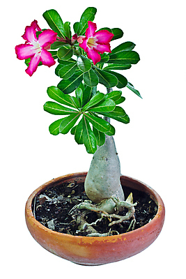 포토 JPG 해외이미지 식물 화초 잎 자연 유리 사람없음 초록색 정원 신선 관목 내추럴 해외포토 나무 컬러 재질 생태계 파일형식 이미지허브