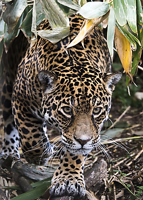 포토 JPG 해외이미지 주간 한마리 응시 야생동물 아프리카 자연 나뭇잎 근접촬영 사람없음 야외 아웃포커스 맹수 표범 해외포토 자연요소 동물 1 시선 나라 뷰포인트 잎 포유류 촬영기법 생태계 파일형식 이미지허브