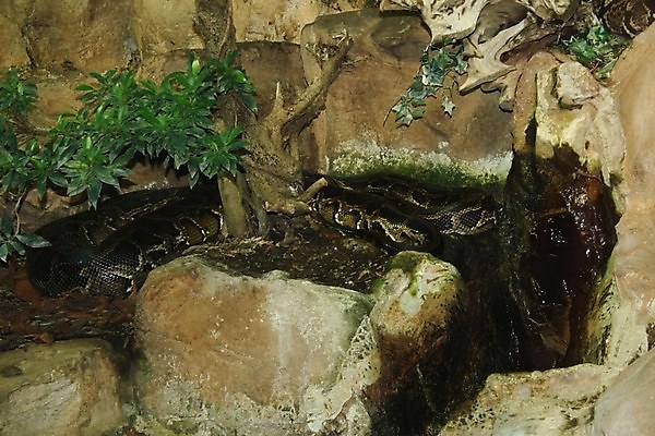 포토 JPG 해외이미지 식물 커플 종이 얼굴 벽 백그라운드 패턴 곰 가족 추상 수염 동물원 서기 사람 앉기 사람없음 울타리 사무실 케이크 방 닫기 큼 기린 책상 사인 질감 얼룩말 고립 옛날 해외포토 동물 가구 무늬 비즈니스 포유류 관계 모션 디저트 신체부위 담장 말_동물 크기 파일형식 이미지허브