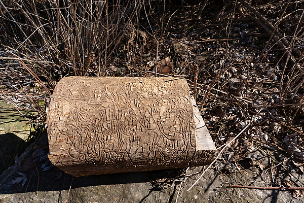 포토 JPG 해외이미지 나무 패턴 채소 자연 회색배경 표면 추상 사람없음 목재 갈색 표현 거친 균열 파편 질감 내추럴 해외포토 식물 컬러 백그라운드 무늬 재료 모션 회색 생태계 파일형식 이미지허브