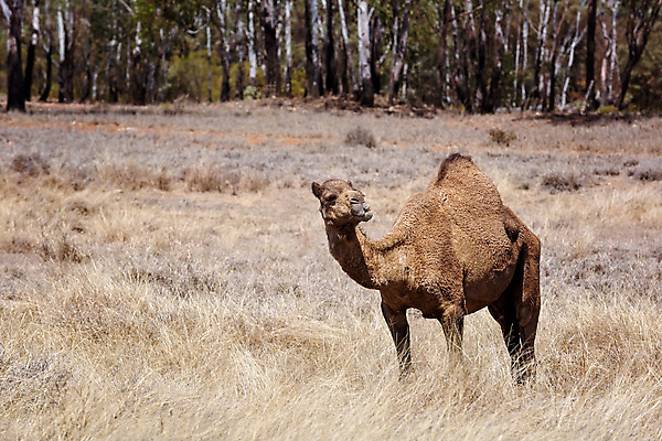 포토 JPG 해외이미지 나무 동물 1 계절 음식 여행 밭 포유류 교통시설 자연 하늘 생물 건조 육류 사람없음 파란색 농장 갈색 가축 사막 우유 화물 뜨거움 호주 큼 낙타 서식지 혹 단봉낙타 오지 특별함 해외포토 식물 컬러 교통 컨셉 농업 식재료 유제품 운송업 오세아니아 크기 시설 생태계 파일형식 이미지허브