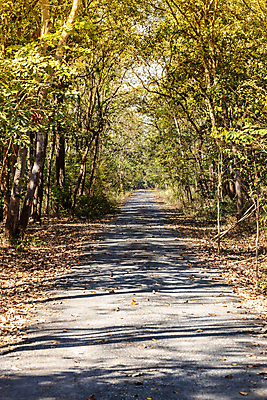 포토 JPG 해외이미지 나무 계절 공원 도로 여행 잎 자연 풍경 사람없음 야외 초록색 여름 파란색 햇빛 노란색 정원 가을 시골 숲 내추럴 방법 해외포토 식물 공공시설 길 컬러 교통시설 태양 생태계 파일형식 이미지허브