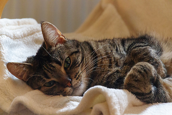 포토 JPG 해외이미지 동물 포유류 휴식 수염 주택 털 사람없음 반려동물 고양이 잠 달콤 낮잠 부드러움 얼룩무늬 해외포토 컨셉 무늬 건물 감각 맛 파일형식 이미지허브