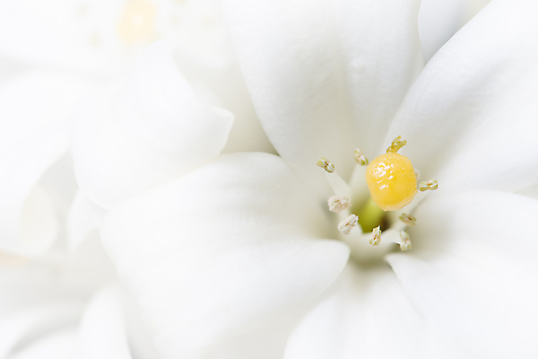 포토 JPG 해외이미지 꽃 백그라운드 사람없음 빨간색 정원 흰색 해외포토 식물 컬러 파일형식 이미지허브