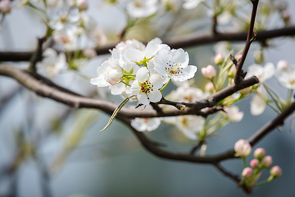 포토 JPG 해외이미지 나무 식물 전통 디자인 계절 꽃 아시아 문화 자연 휴가 산 동양인 사람없음 아웃포커스 장식 초록색 컬러풀 평화 축제 중국 봄 벚꽃 흰색 신선 화려 개화 우아함 달콤 내추럴 해외포토 나라 컬러 컨셉 촬영기법 인종 맛 생태계 파일형식 이미지허브