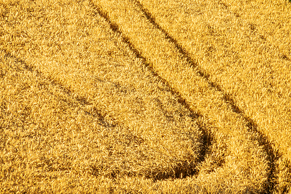 포토 JPG 해외이미지 식물 계절 음식 빵 백그라운드 밭 농업 자연 하늘 건조 건강 옥수수 씨앗 풍경 사람없음 여름 농작물 농장 노란색 환경 수확 성장 흰색 시골 황금 낟알 시리얼 밀 유기농 보리 귀 밀짚 내추럴 고립 숙성 식용 호밀 해외포토 웰빙 산업 컬러 곡류 신체부위 짚 생태계 파일형식 이미지허브