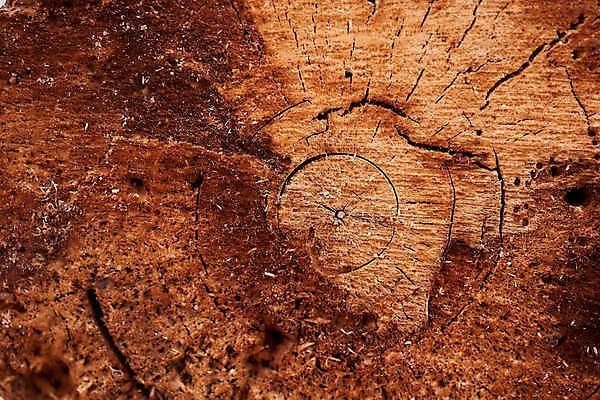 포토 JPG 해외이미지 모양 지구 물결 선 조각 십자가 오렌지 부분 따뜻함 사람없음 목재 노란색 검은색 에너지 흰색 반지 소나무 원형 거친 역사 균열 자르기 질감 통나무 유지 고립 생태학 옛날 해외포토 도형 나무 교육 컬러 과일 재료 장신구 모션 파일형식 이미지허브