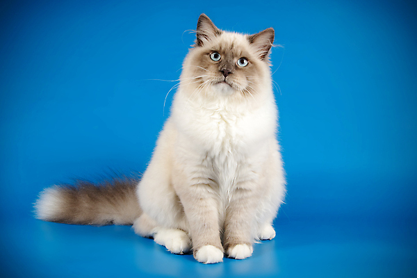 포토 JPG 해외이미지 한마리 사람없음 파란색 반려동물 고양이 네바마스커레이드 해외포토 동물 1 컬러 포유류 파일형식 이미지허브