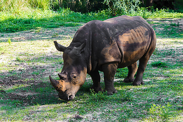 포토 JPG 해외이미지 공원 야생동물 백그라운드 포유류 아프리카 자연 뿔 종류 사람없음 초록색 걷기 검은색 큼 멸종 케냐 코뿔소 마사이족 사바나 해외포토 동물 공공시설 나라 컬러 모션 크기 생태계 파일형식 이미지허브