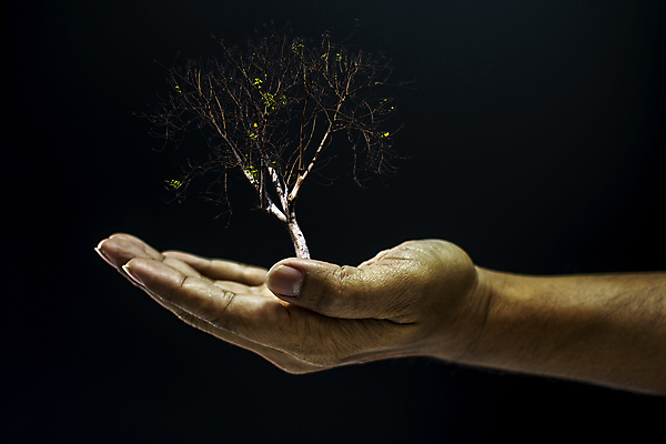 포토 JPG 해외이미지 나무 식물 손 남자 지구 백그라운드 컨셉 농업 자연 건조 사람 사람없음 초록색 환경 검은색 어둠 희망 가을 죽음 잡기 도움 오픈 보호 주기 에코 매듭 나무껍질 팔 개발 돌봄 모종 생태학 심기 옛날 우화 헬프 해외포토 계절 교육 감정 산업 컬러 모션 신체부위 껍질 생태계 파일형식 이미지허브