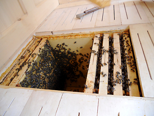 포토 JPG 해외이미지 동물 음식 곤충 백그라운드 패턴 오렌지 자연 세포 건강 사람없음 야외 여름 약 농장 노란색 시골 신선 머리빗 황금 달콤 맛 꿀벌 벌 배열 묘사 질감 꽃가루 육각형 꿀 벌집 내추럴 고립 밀랍 양봉 양봉장 왁스 폴리곤 해외포토 도형 계절 컬러 컨셉 무늬 농업 과일 의학 미용용품 벌_곤충 가루 생태계 파일형식 이미지허브