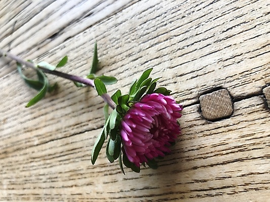 포토 JPG 해외이미지 디자인 외관 꽃 산업 벽 분홍색 가구 백그라운드 패턴 벽지 탁자 표면 날씨 추상 바닥 주택 그림자 사람없음 내부 목재 장식 초록색 컬러풀 갈색 보라색 수확 시골 판넬 거친 닫기 널 정상 갑판 책상 질감 대리석 내추럴 외양간 그런지 수목 옛날 스타일 해외포토 나무 식물 컬러 생활용품 무늬 농업 배_교통 재료 모션 건물 파일형식 이미지허브