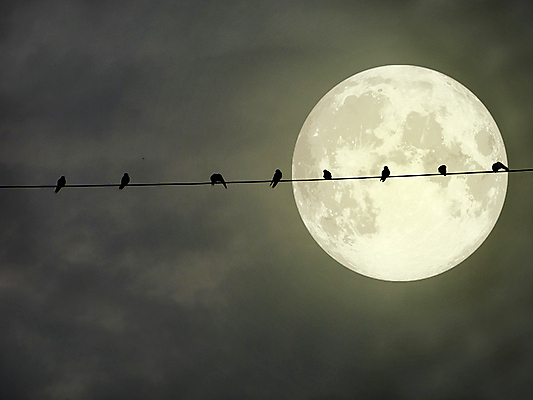 포토 JPG 해외이미지 나무 동물 캐릭터 디자인 실루엣 야생동물 선 백그라운드 패턴 자연 조류 하늘 추상 그림자 미술 앉기 사람없음 장식 가로 초록색 파란색 빛 우주 검은색 힘 일몰 새벽 행성 외계인 보름달 달 흰색 나뭇가지 그룹 야간 초승달 가득함 심볼 궤도 성운 수평선 해외포토 자연요소 식물 컬러 무늬 모션 문화예술 촬영기법 노을 미확인물체 생태계 파일형식 이미지허브