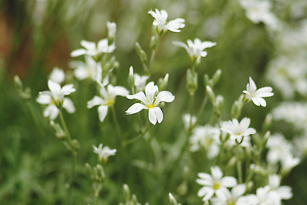 포토 JPG 해외이미지 식물 꽃 백그라운드 밭 자연 사람없음 초록색 정원 벚꽃 흰색 신선 개화 소프트포커스 작음 해외포토 컬러 농업 촬영기법 크기 생태계 파일형식 이미지허브