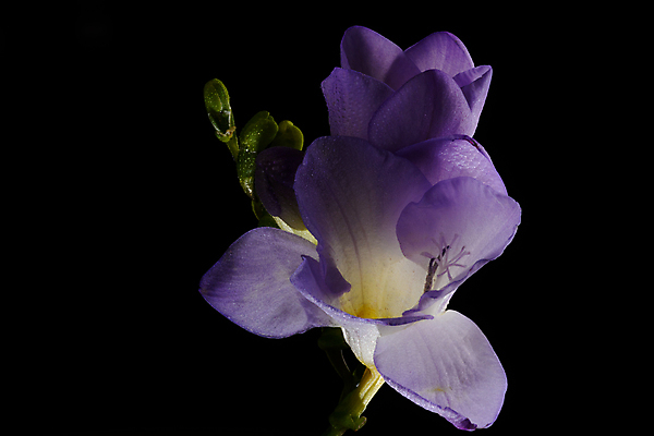 포토 JPG 해외이미지 스튜디오촬영 식물 계절 꽃잎 꽃 줄기 꽃무늬 전구 자연 검은배경 사랑 사람없음 컬러풀 사진촬영 봄 활발 개화 닫기 그림 향기 내추럴 카피스페이스 해외포토 감정 컬러 백그라운드 컨셉 무늬 모션 실내 검은색 촬영 공백 생태계 냄새 파일형식 이미지허브