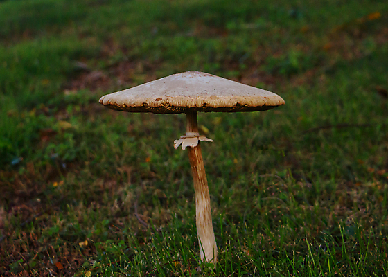 포토 JPG 해외이미지 주간 자연 근접촬영 잔디 사람없음 야외 버섯 숲속 해외포토 자연요소 식물 뷰포인트 숲 생태계 파일형식 이미지허브