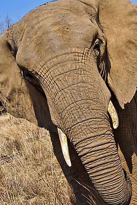 포토 JPG 해외이미지 동물 야생동물 아프리카 자연 코끼리 국립공원 사람없음 초록색 환경 다양 보호 숲 생태계 생물학 서식지 동물상 무료 보호구역 생태학 해외포토 공원 교육 나라 컬러 다수 컨셉 포유류 조형물 구역 파일형식 이미지허브