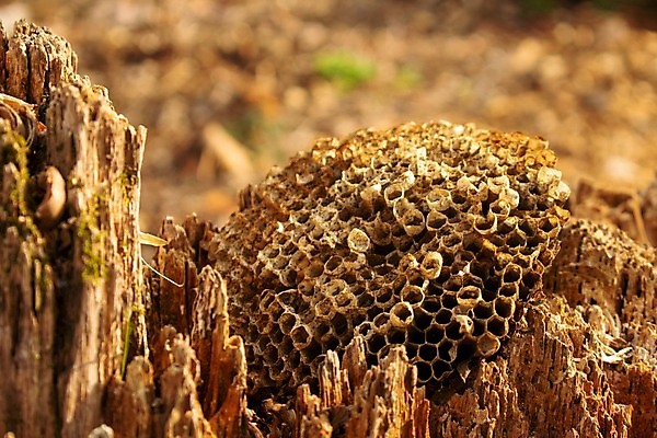 포토 JPG 해외이미지 종이 얼굴 야생동물 곤충 패턴 날개 자연 추상 건강 사람없음 목재 가로 노란색 머리 계란 검은색 줄무늬 재킷 성장 작업 원형 황금 닫기 해충 벌레 둥지 말벌 위험 작음 벌 묘사 질감 생물학 육각형 반대 꿀 벌집 동물상 생태학 식민지 해외포토 도형 나무 동물 교육 컬러 컨셉 무늬 재료 모션 신체부위 조형물 알 외투 벌_곤충 크기 생태계 파일형식 이미지허브