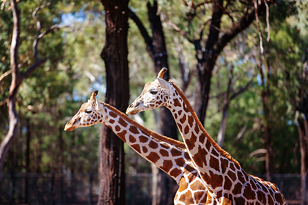 포토 JPG 해외이미지 식물 동물 외관 응시 남자 꽃 야생동물 잎 패턴 과일 아프리카 초식동물 뿔 서기 성인 사람없음 갈색 머리 코트 흰색 보호 큼 기린 목 멸종 케냐 특별함 반추동물 해외포토 시선 나라 컬러 컨셉 무늬 포유류 모션 사람 신체부위 외투 크기 파일형식 이미지허브