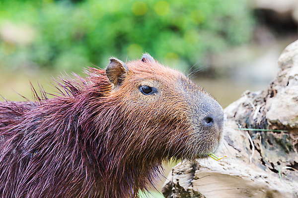 포토 JPG 해외이미지 동물 야생동물 포유류 자연 털 동물원 사람없음 야외 초록색 물 갈색 정원 미국 쥐 설치류 큼 모피 남쪽 해외포토 자연요소 컬러 북아메리카 크기 방향 생태계 파일형식 이미지허브