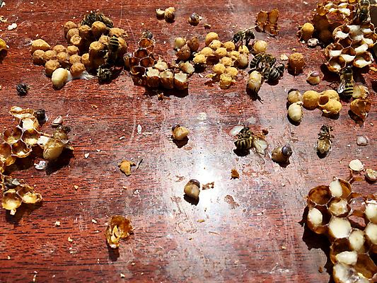 포토 JPG 해외이미지 모양 동물 라이프스타일 음식 곤충 백그라운드 패턴 자연 프레임 세포 사람없음 약 노란색 머리빗 업무 황금 달콤 꿀벌 벌 묘사 질감 바쁨 꽃가루 육각형 꿀 고무 여왕 벌집 내추럴 고립 밀랍 양봉 양봉장 어려움 왁스 진짜 폴리곤 해외포토 도형 컬러 무늬 의학 생활 미용용품 작업 맛 벌_곤충 가루 생태계 파일형식 이미지허브